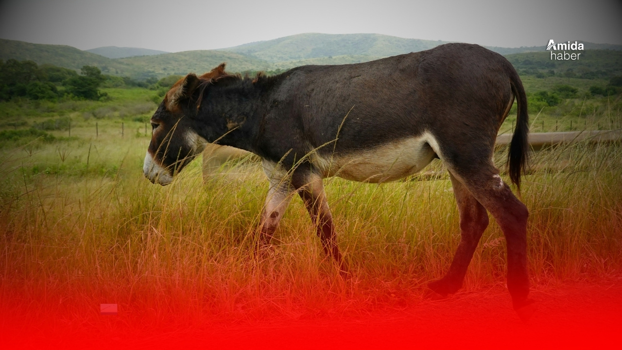 Diyarbakır’da eşeğe takılıp 1 km sürüklenen çocuk yaşamını yitirdi