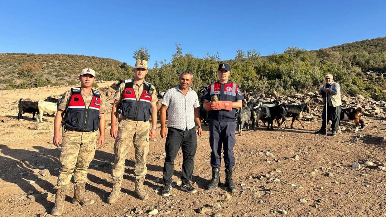 Kilis’te yaralı kerkenez tedaviye alındı