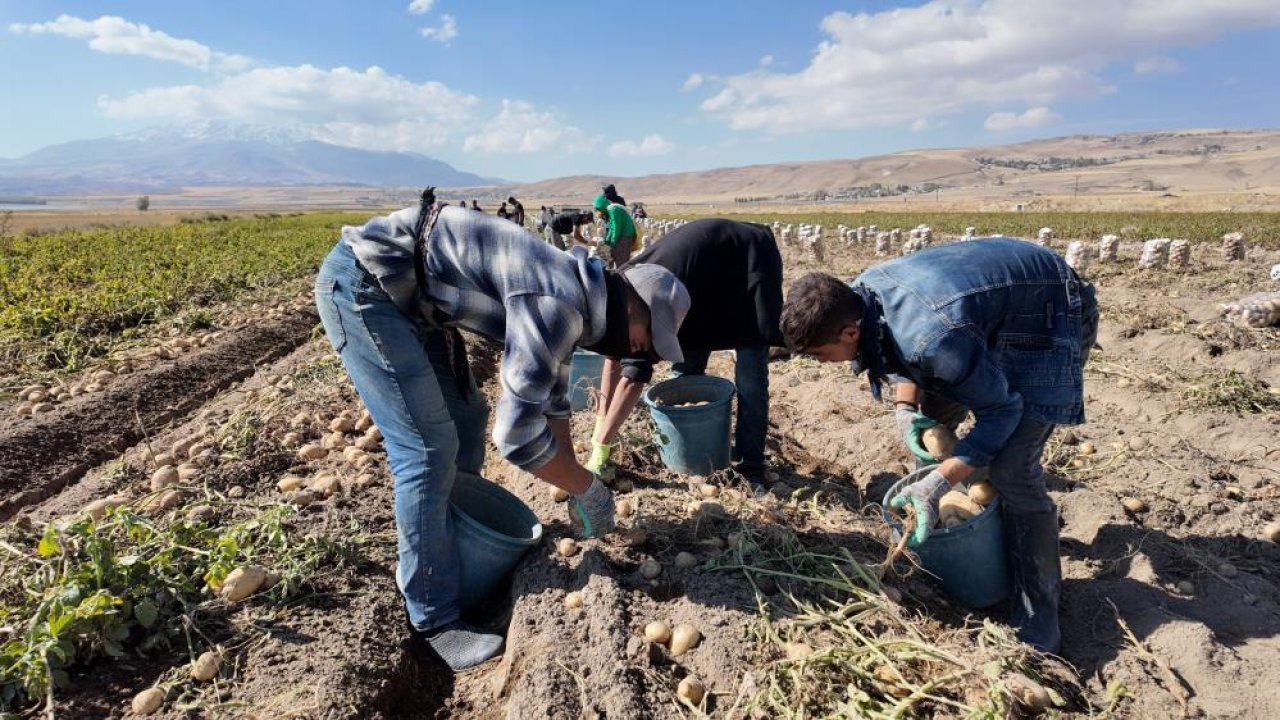 Van’da patates hasadı başladı