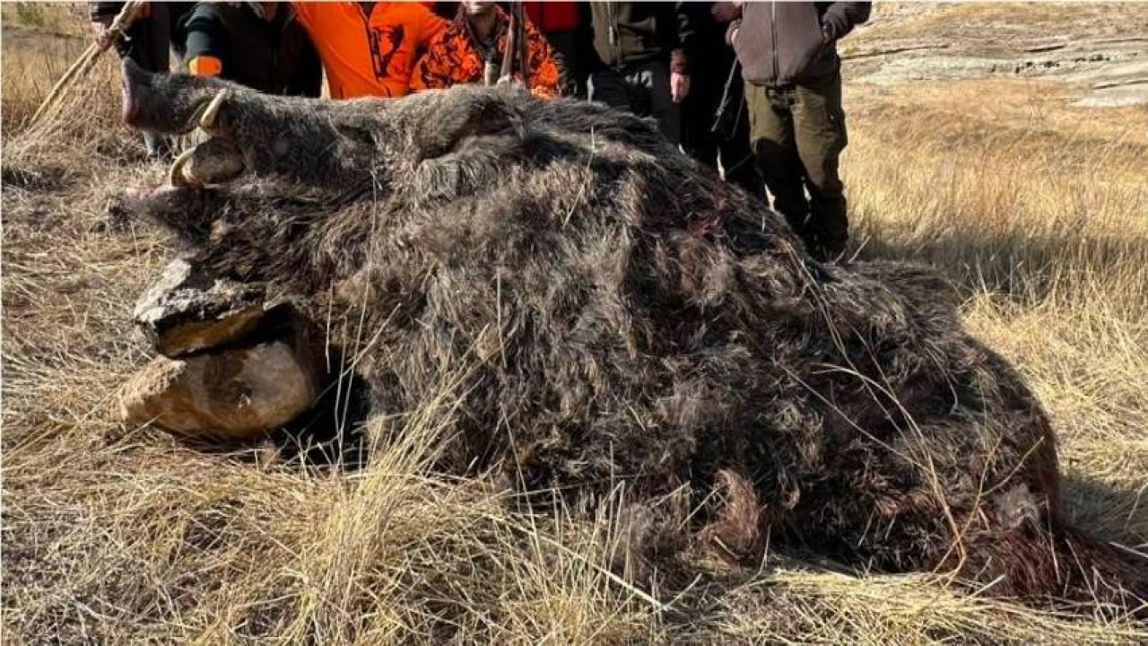 Elazığ’da izinli av: 250 kiloluk domuz avlandı