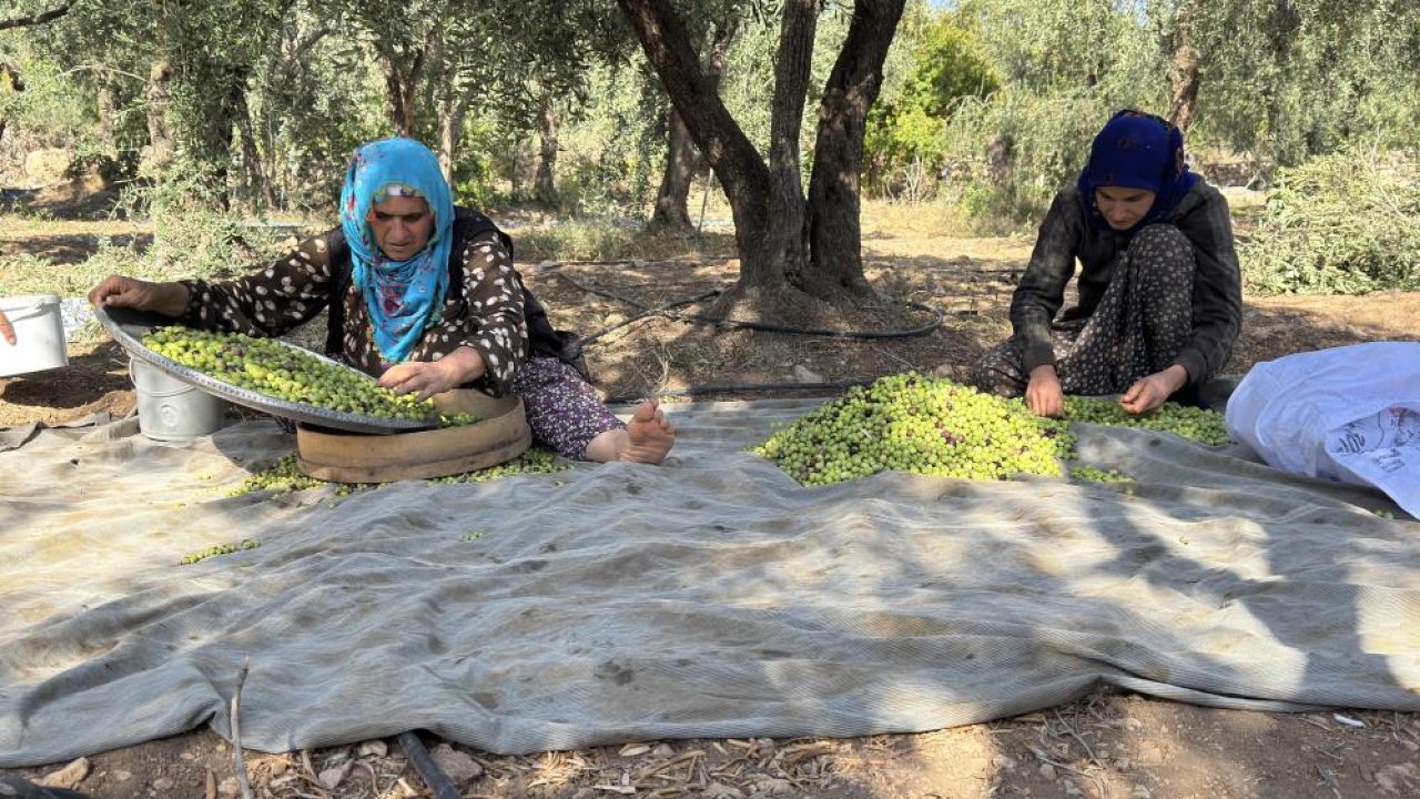 Diyarbakır’ın gözü yolda: Derik’te hasat başladı