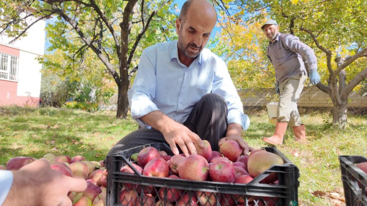 Kışlık elmada hasat başladı: Kilosu 40 TL