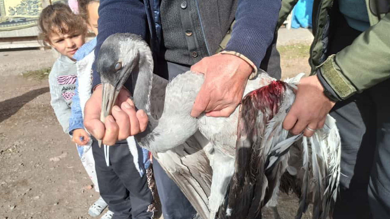 Ardahan'da yaralı bulunan turna tedavi altına alındı