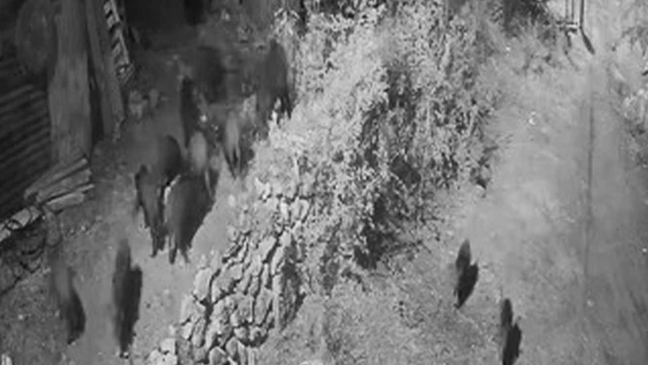 Elazığ’da aç kalan domuz sürüsü mahalleye indi