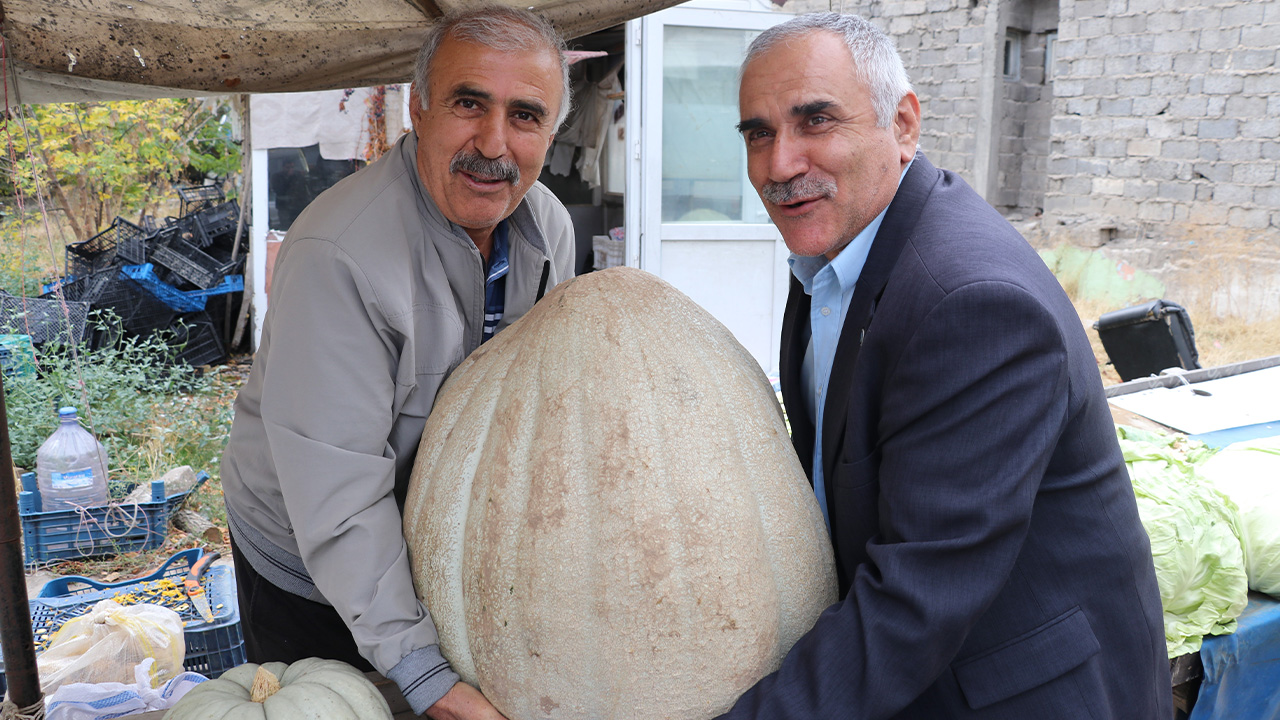 51 kiloluk dev kabak görenleri hayrete düşürdü