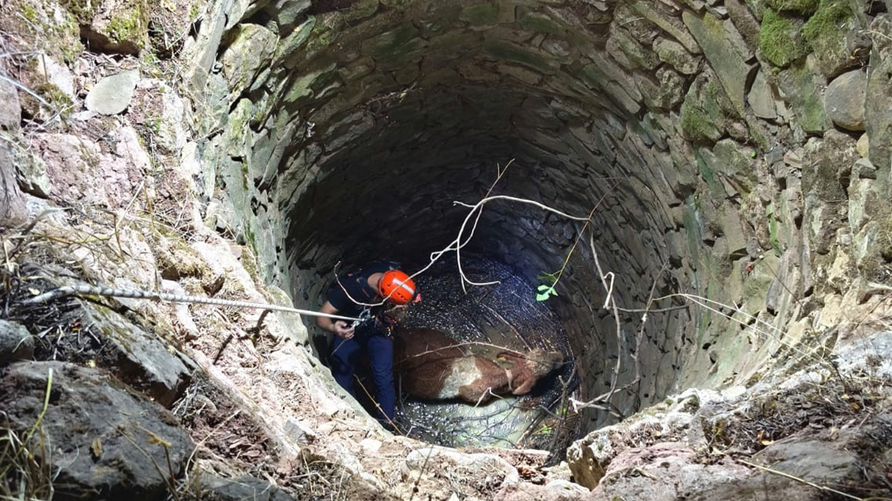 Siirt’te su kuyusuna düşen inek kurtarıldı