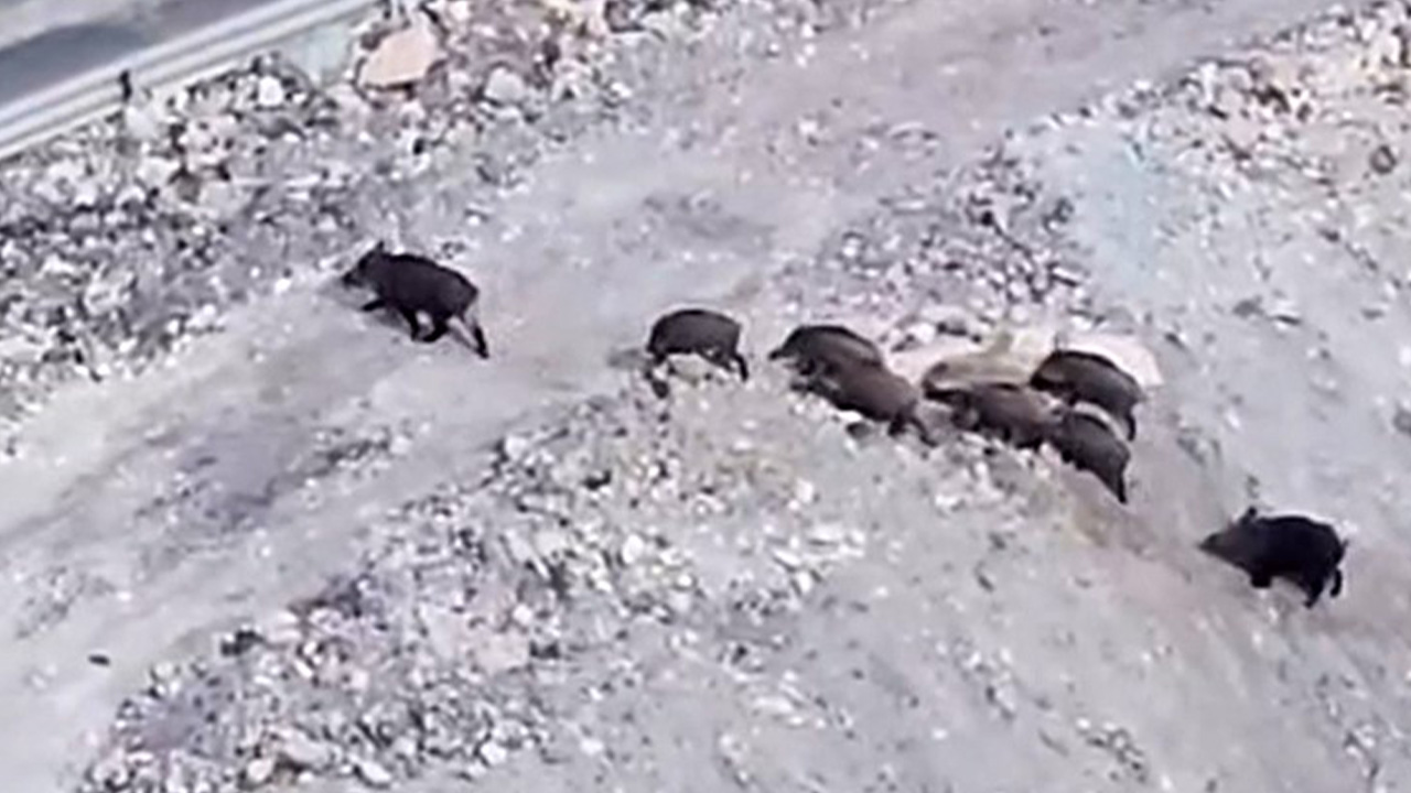 Hakkari’de domuz sürüsü görüntülendi