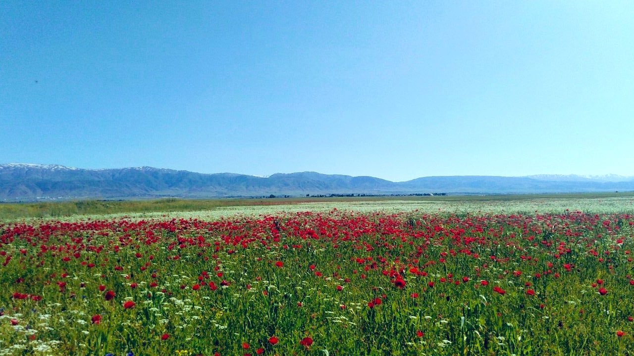 Vali açıkladı: Muş ovası suya kavuşuyor