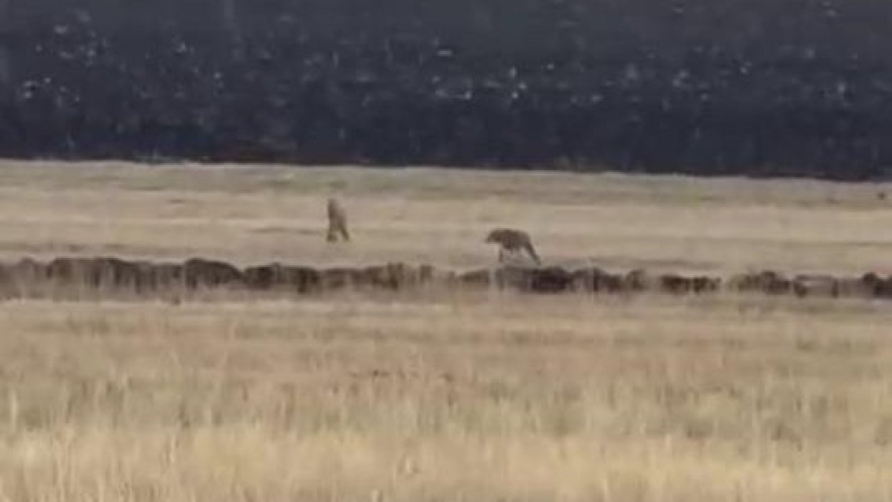 Kars’ta kurt paniği: Sürü halinde görüntülendiler