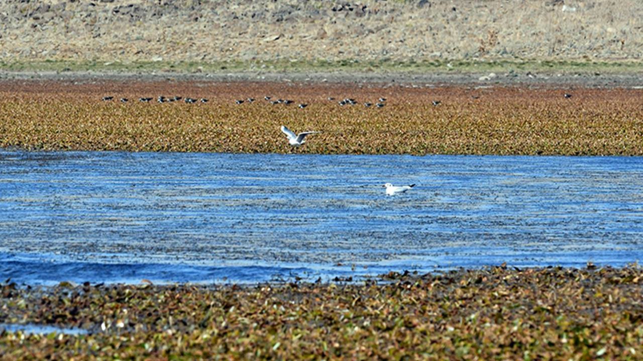 Kuraklık Asboğa Gölü’nü vurdu: Yüzde 30 çekildi