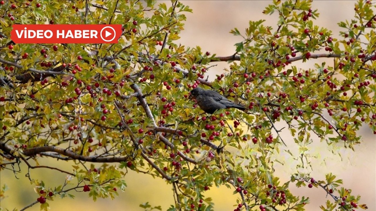 Kars’ta sonbaharın renk cümbüşü