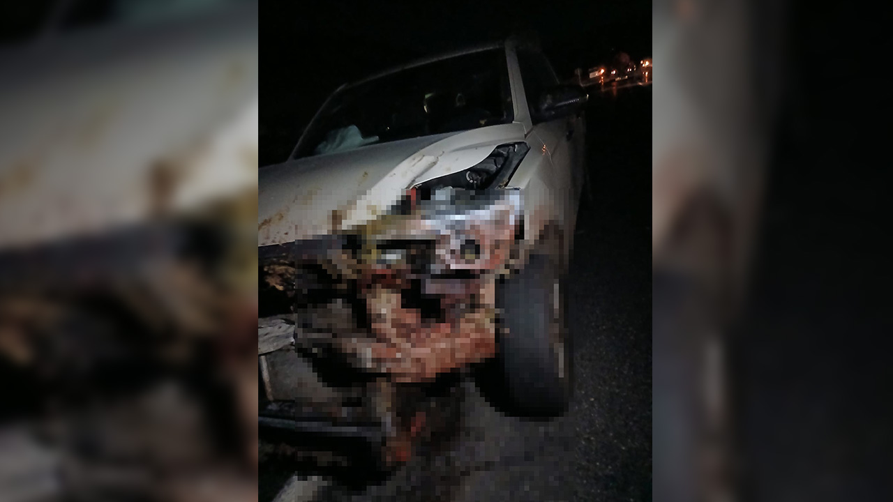 Elazığ’da kamyonet sürüye çarptı: 30 küçükbaş hayvan öldü