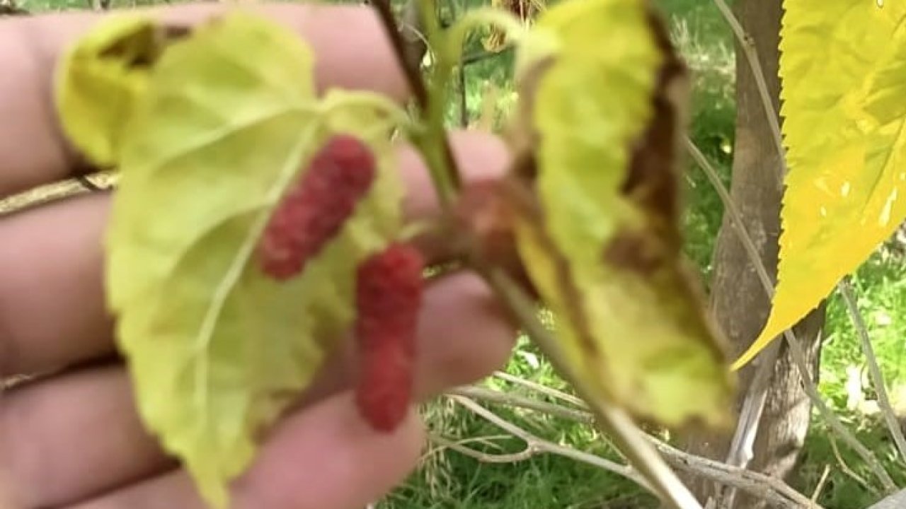Dersim'de dut ağacı ikinci kez meyve verdi