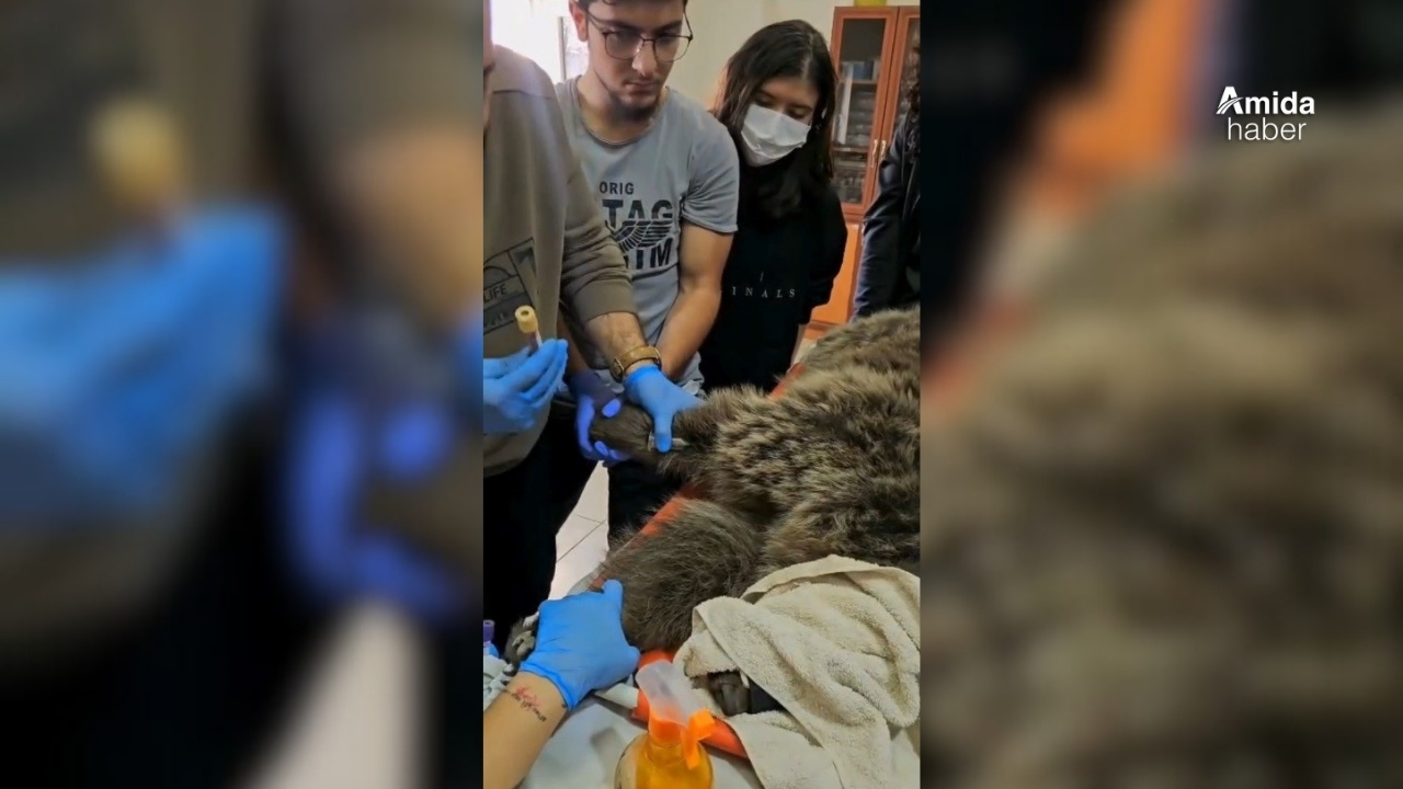 Kars’ta yaralı bozayı tedavi altına alındı