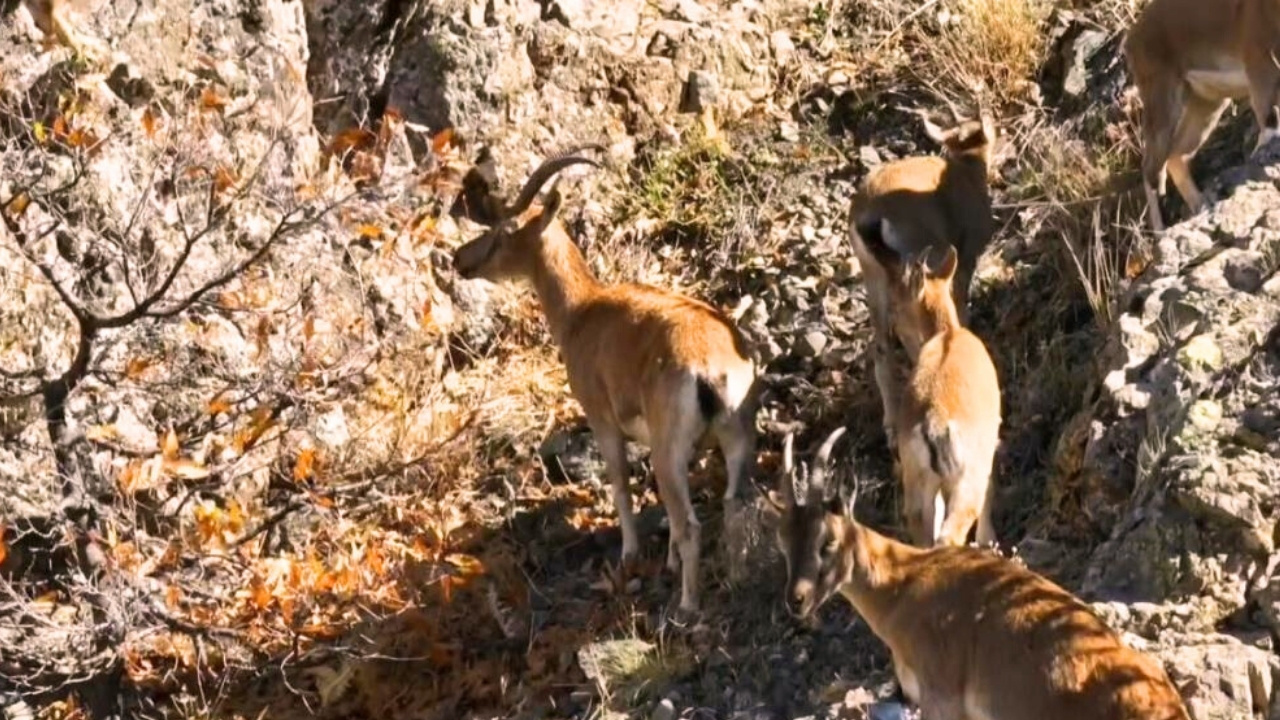 Erzincan’da dağ keçileri görüntülendi