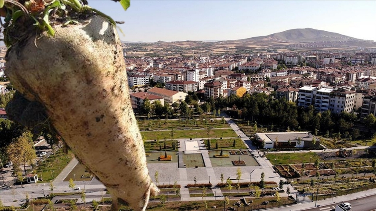 Elazığ’da pancar kavgası: Yaralılar var