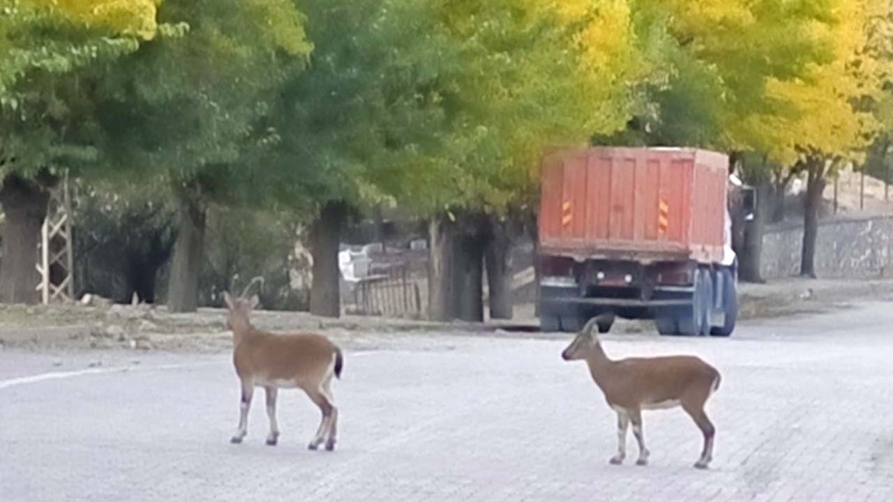 Tunceli’de dağ keçileri sonbahara renk kattı