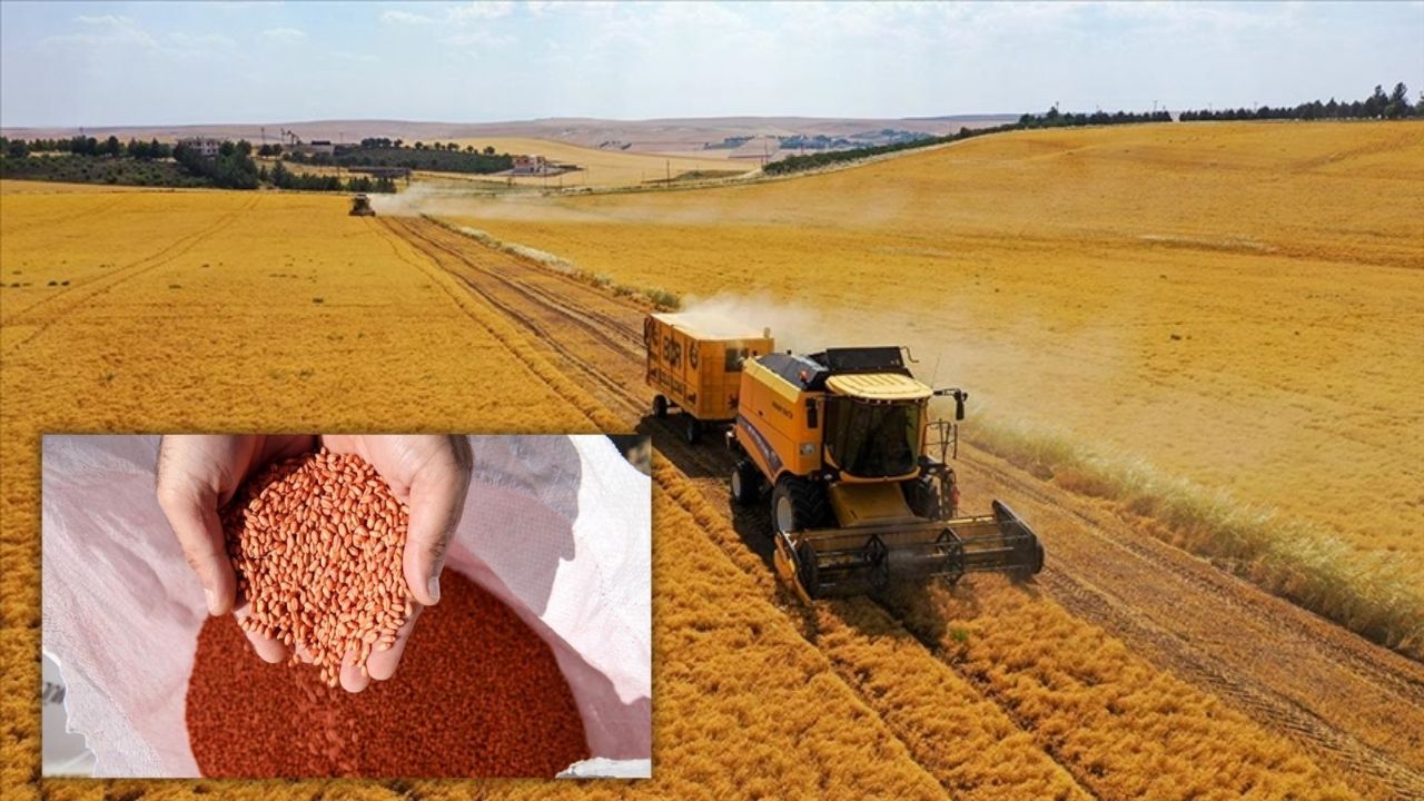 Diyarbakır: Çiftçilere 615 ton mercimek tohumu desteği
