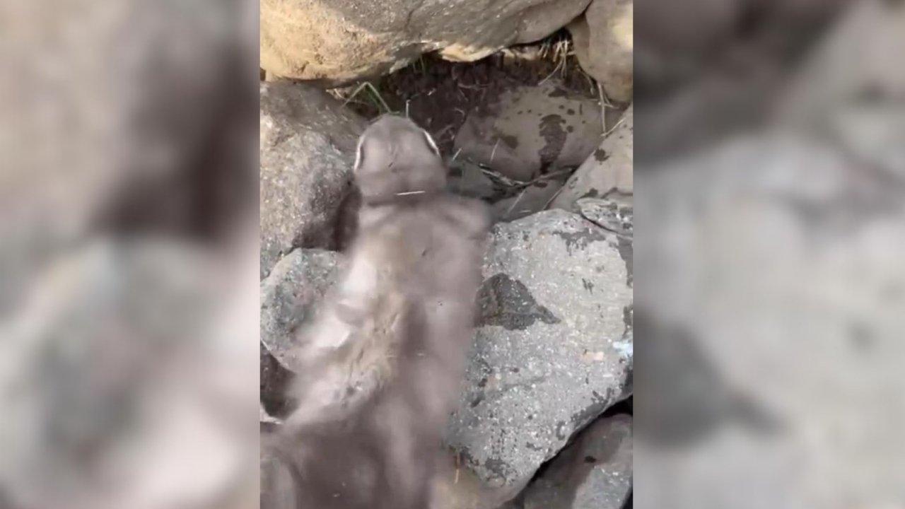 Diyarbakır’da bitkin gelincik görüntülendi