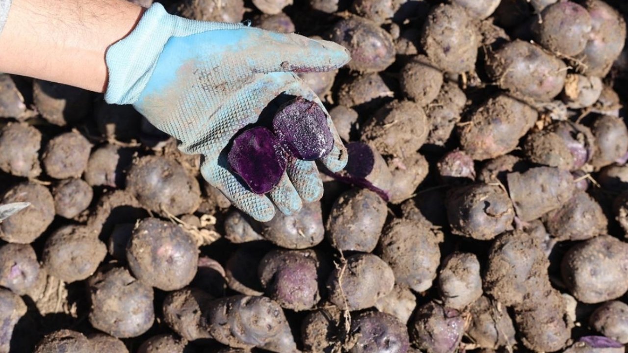 Patnos’ta mor patates hasadı başladı