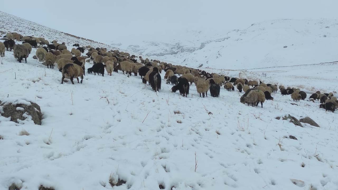 Şırnak’ta kar yağdı, koyun sürüsü yaylada kaldı