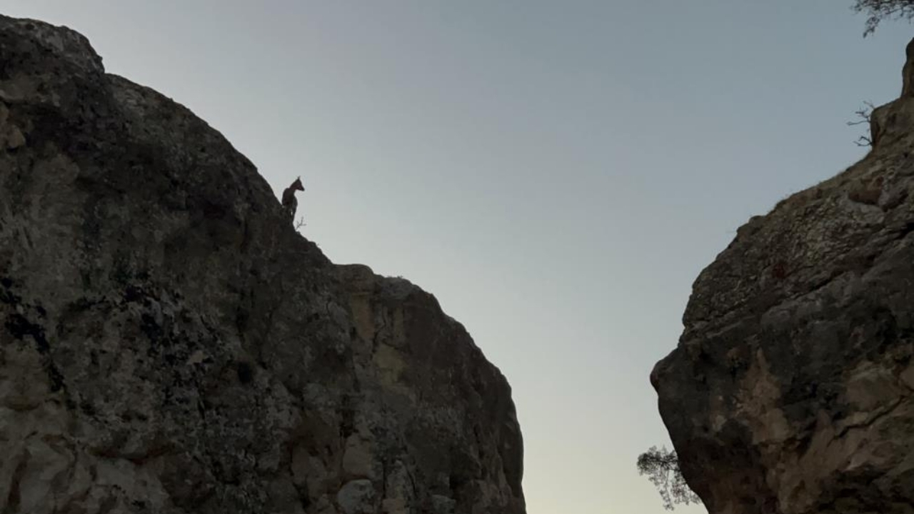 Çemişgezek’te dağ keçileri görüntülendi