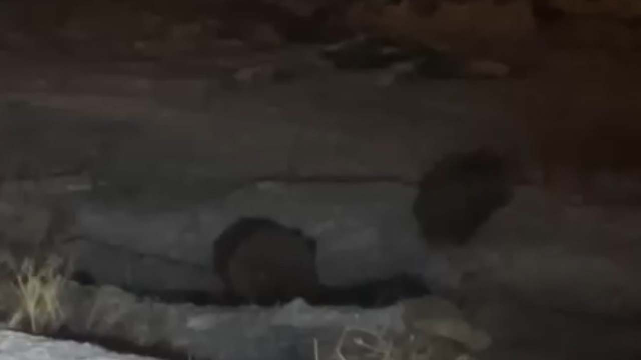 Hakkari’de domuz sürüsü görüntülendi