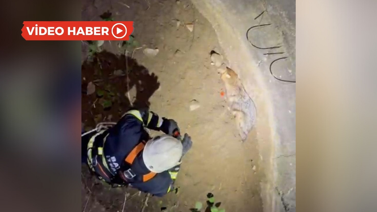 Batman’da kuyuya düşen çakalı köylüler farketti