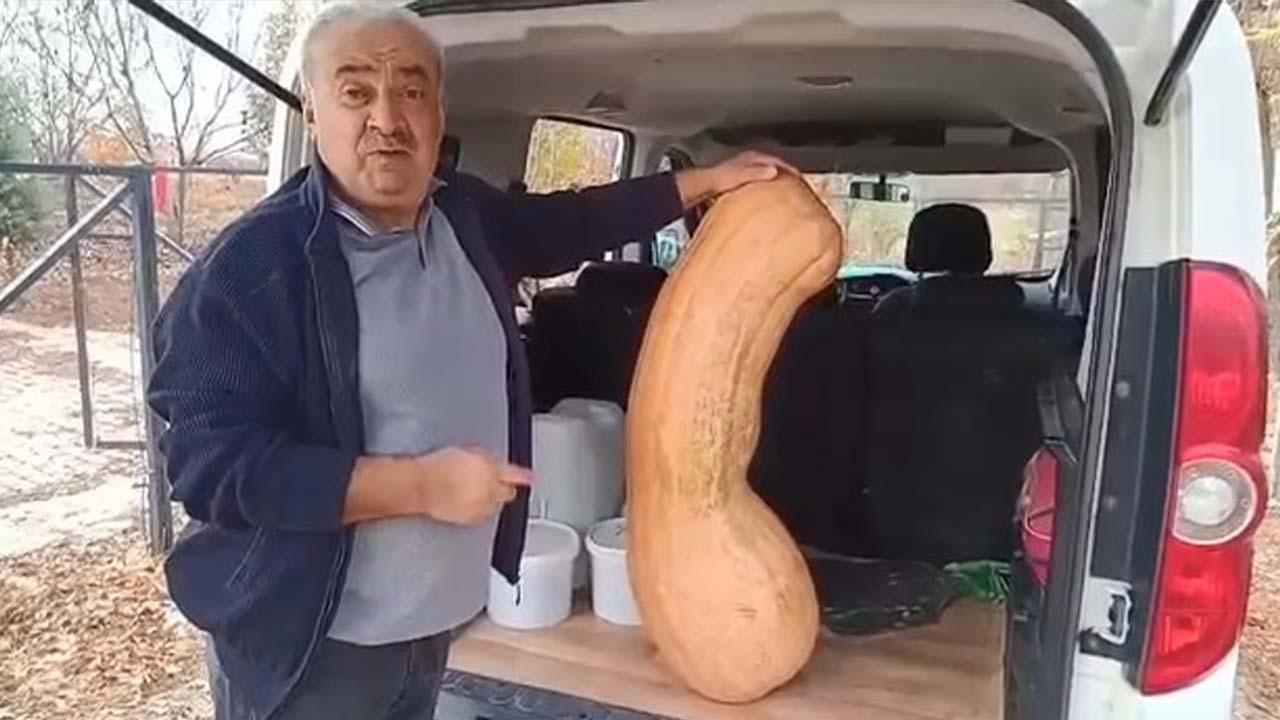 Elazığ’da dev kabak görenleri şaşırttı