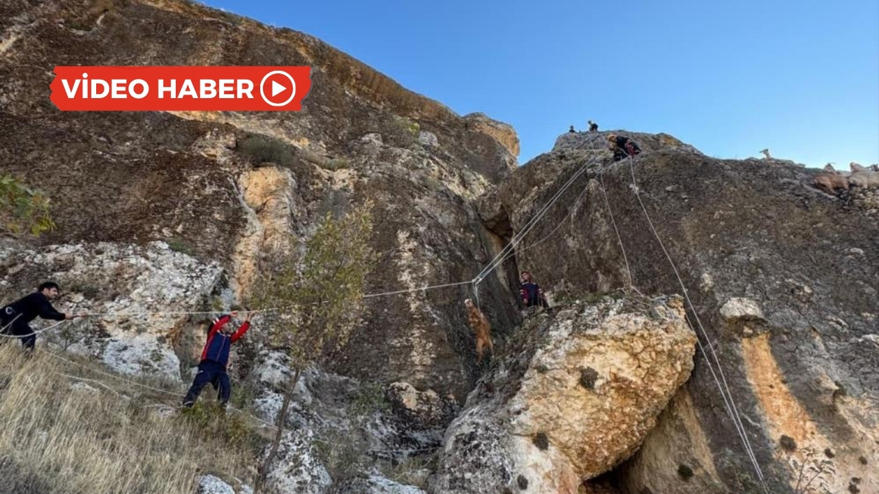 Diyarbakır’da kayalıkta mahsur kalan keçiler kurtarıldı