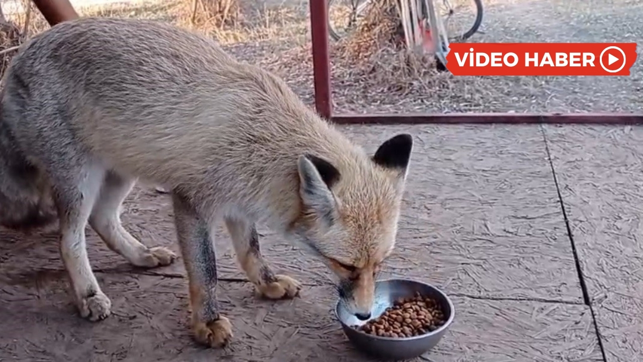 Tilki ile samimi sohbet: Sen çok tatlısın