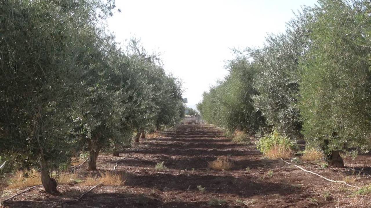 Şırnak’ta don zeytin bahçesini vurdu