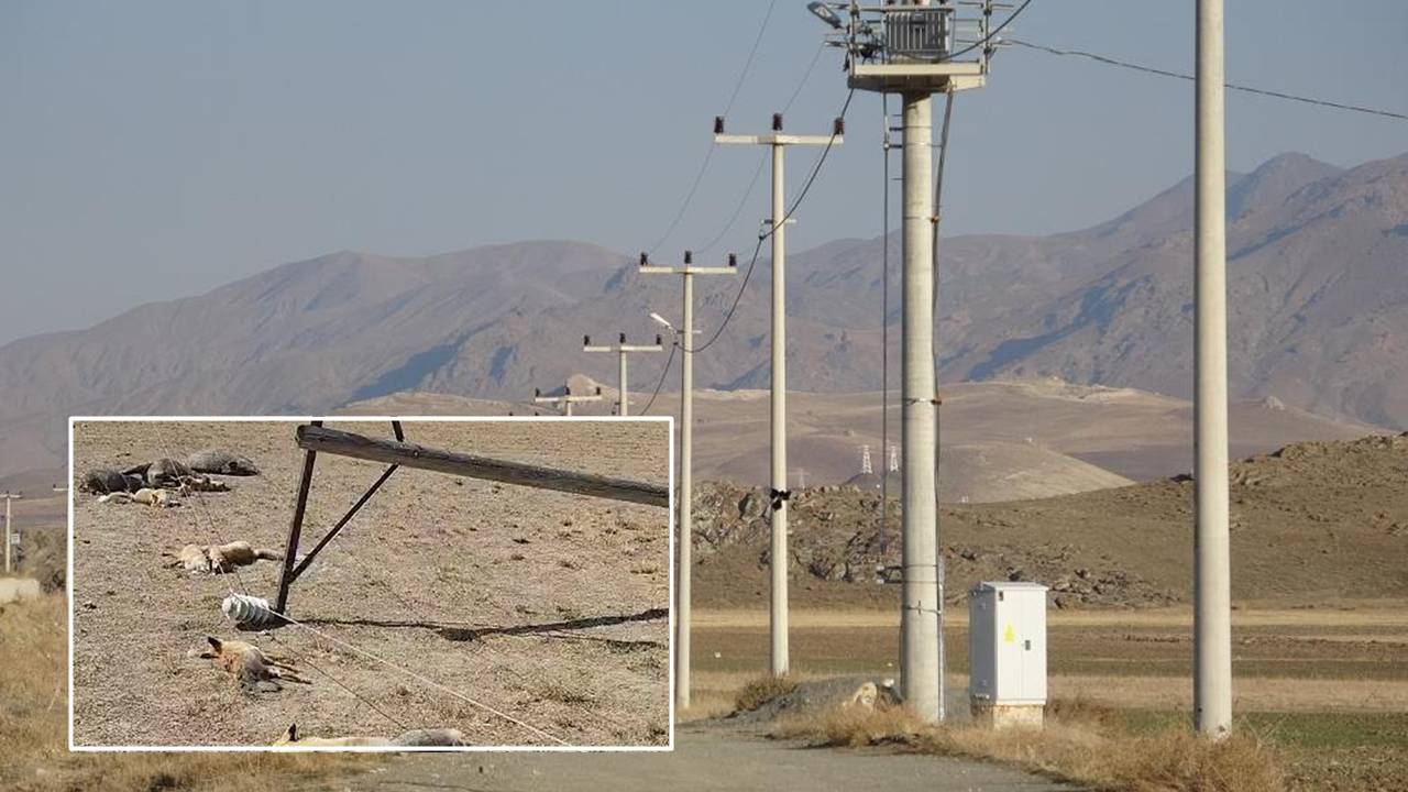 Van’da direk devrildi: Tilki, domuz ve kargalar telef oldu