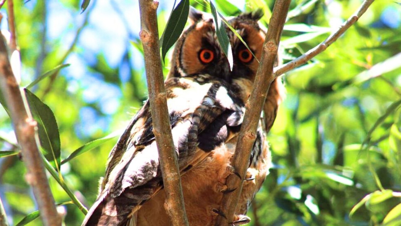 Van’da orman baykuşu görüntülendi