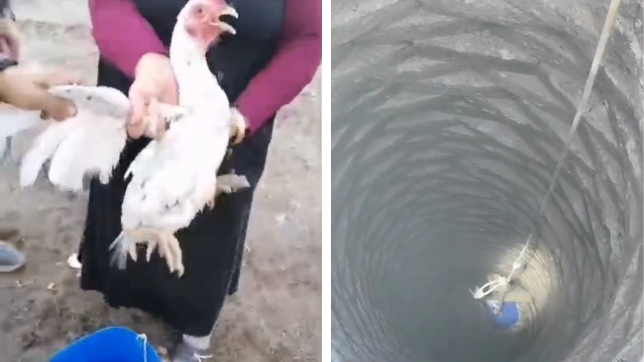 Batman itfaiyesi kuyuya düşen horozu kurtardı