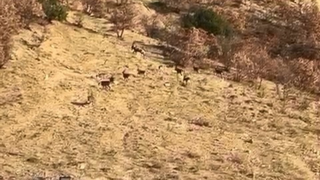 Elazığ'da dağ keçileri görüldü