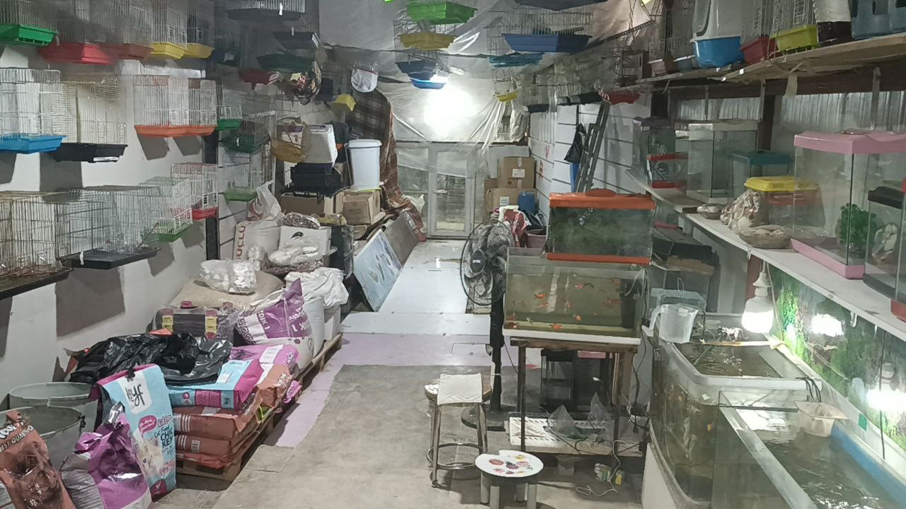 Adıyaman’da camı kırıp 9 papağan çaldılar