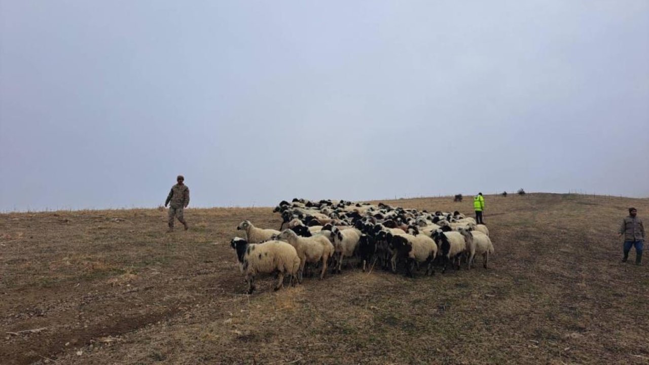 Muş’ta kayıp hayvanlar sahiplerine teslim edildi