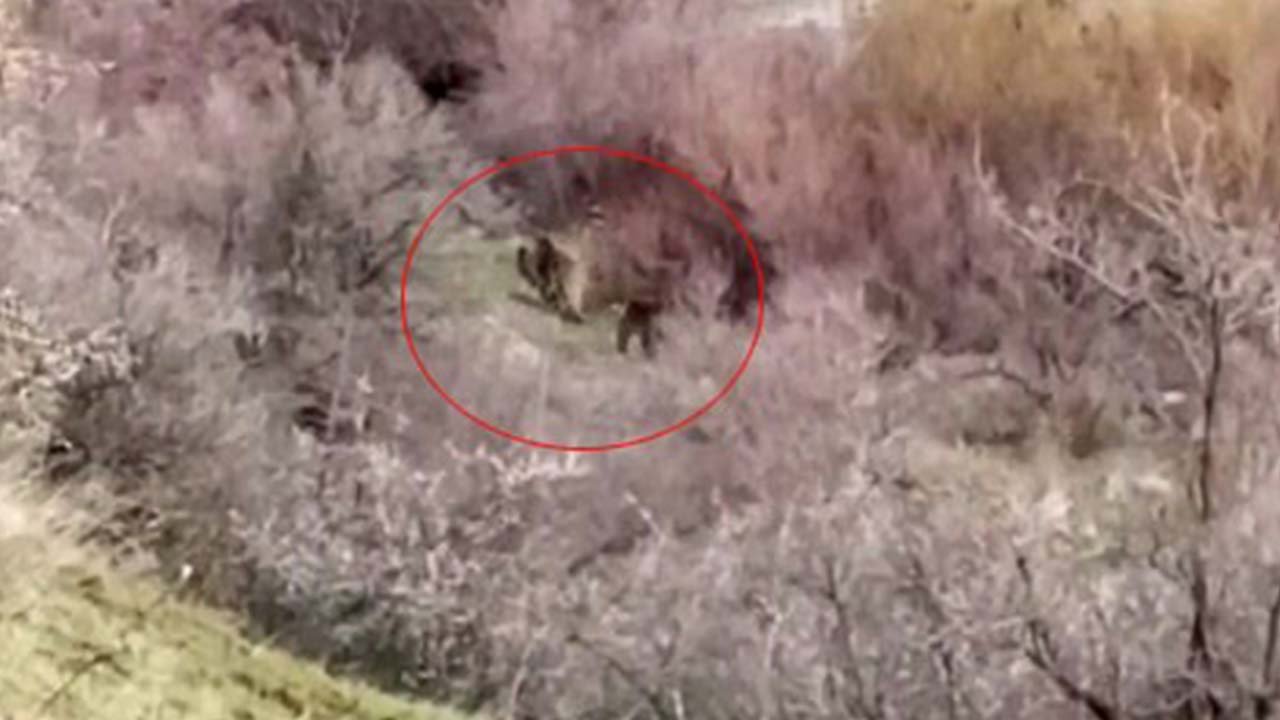Elazığ’da balıkçının karşısına ayı ve yavrusu çıktı