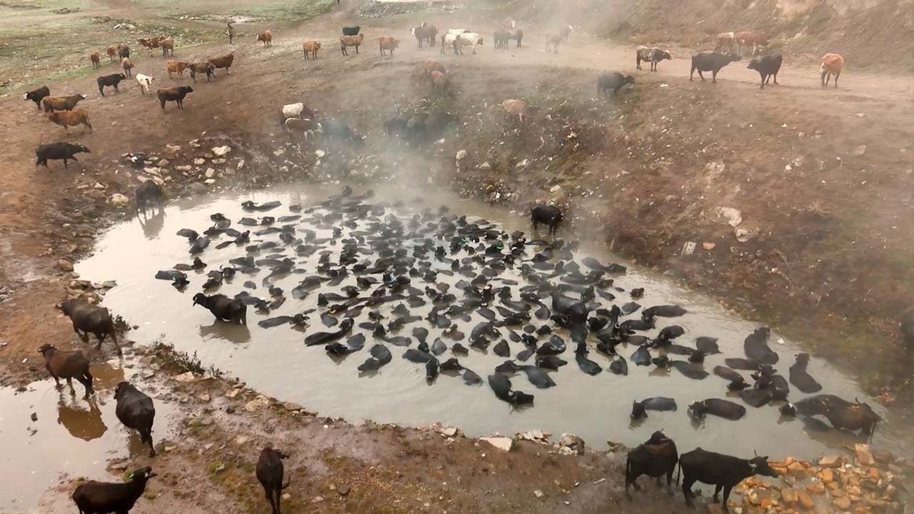 Bitlis’te mandaların kaplıca keyfi havadan görüntülendi