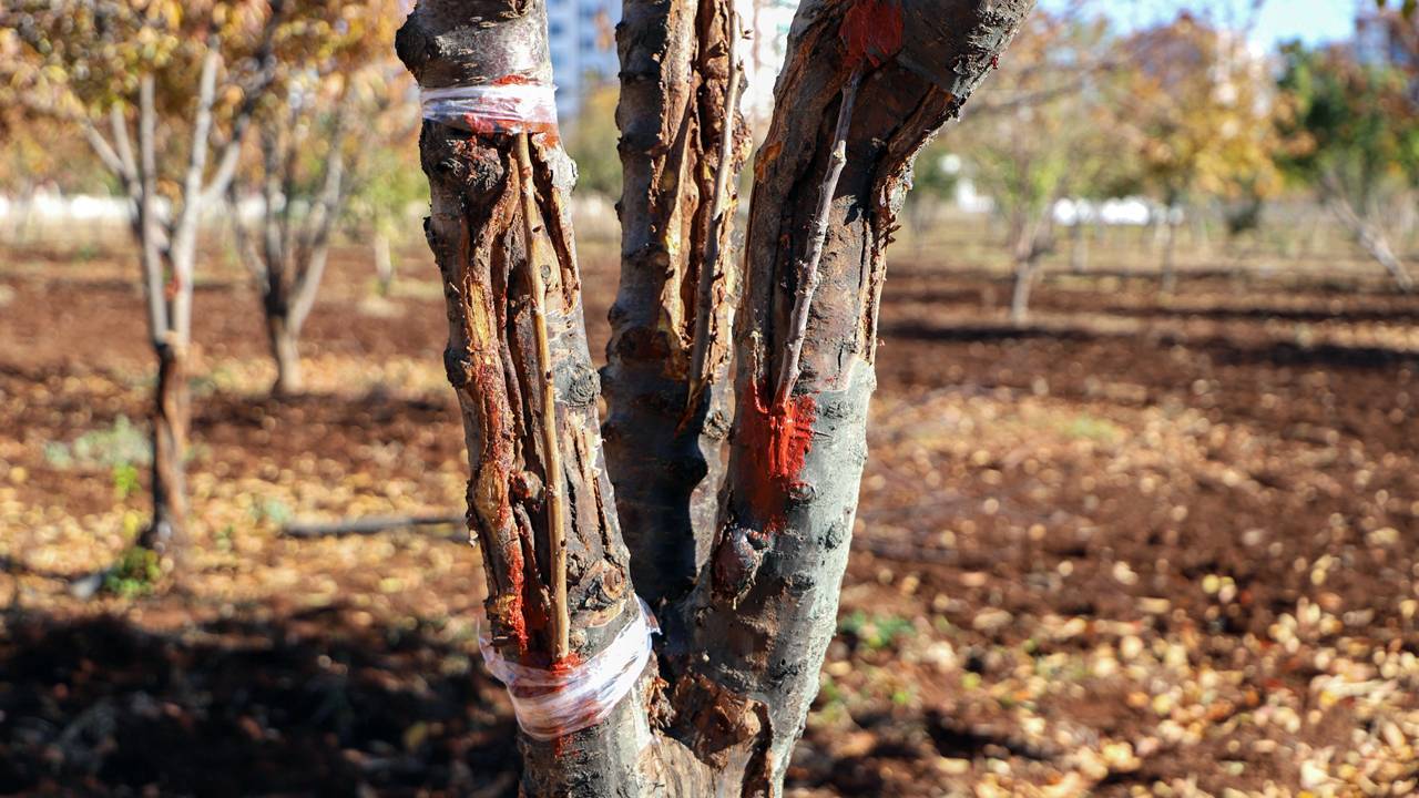 Diyarbakır’da pansumanla ağaç tedavisi başladı
