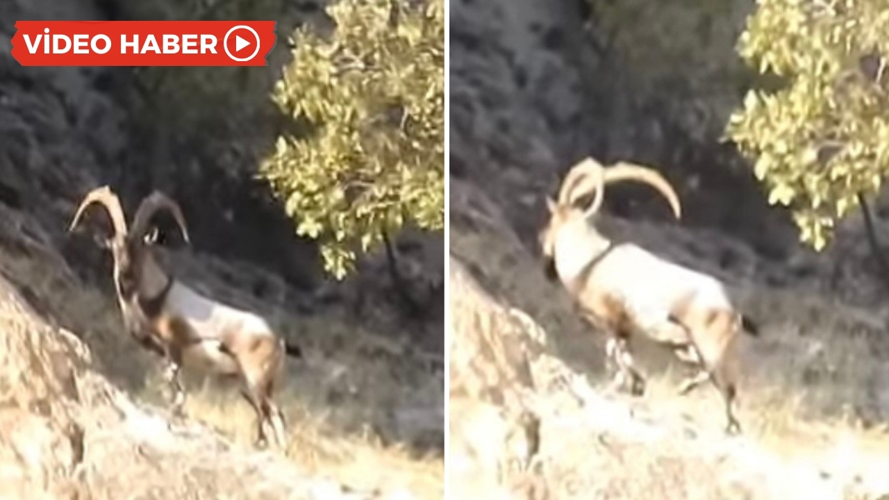 Diyarbakır’da ‘Koyê Veyvikê’de dağ keçileri görüldü