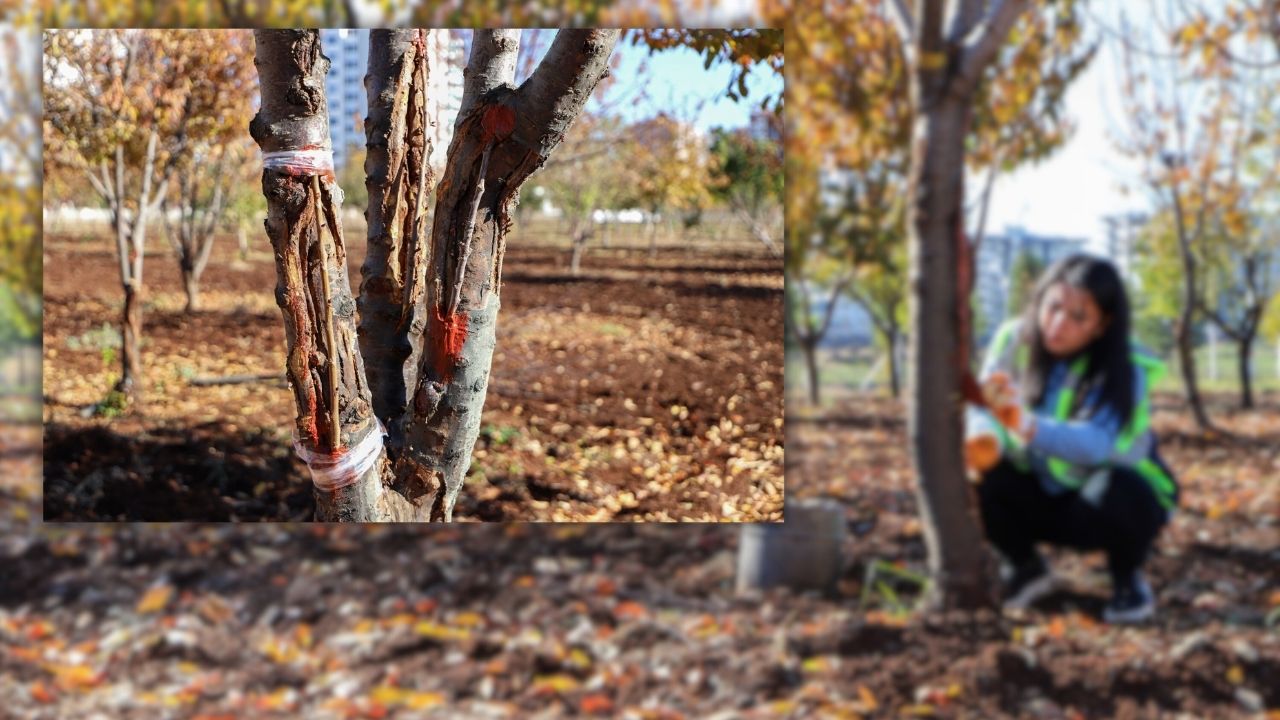 Diyarbakır’da özel ağaç tedavisi: İşte detaylar