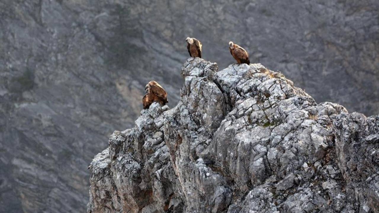 Erzincan’da göçmen akbabalar görüldü