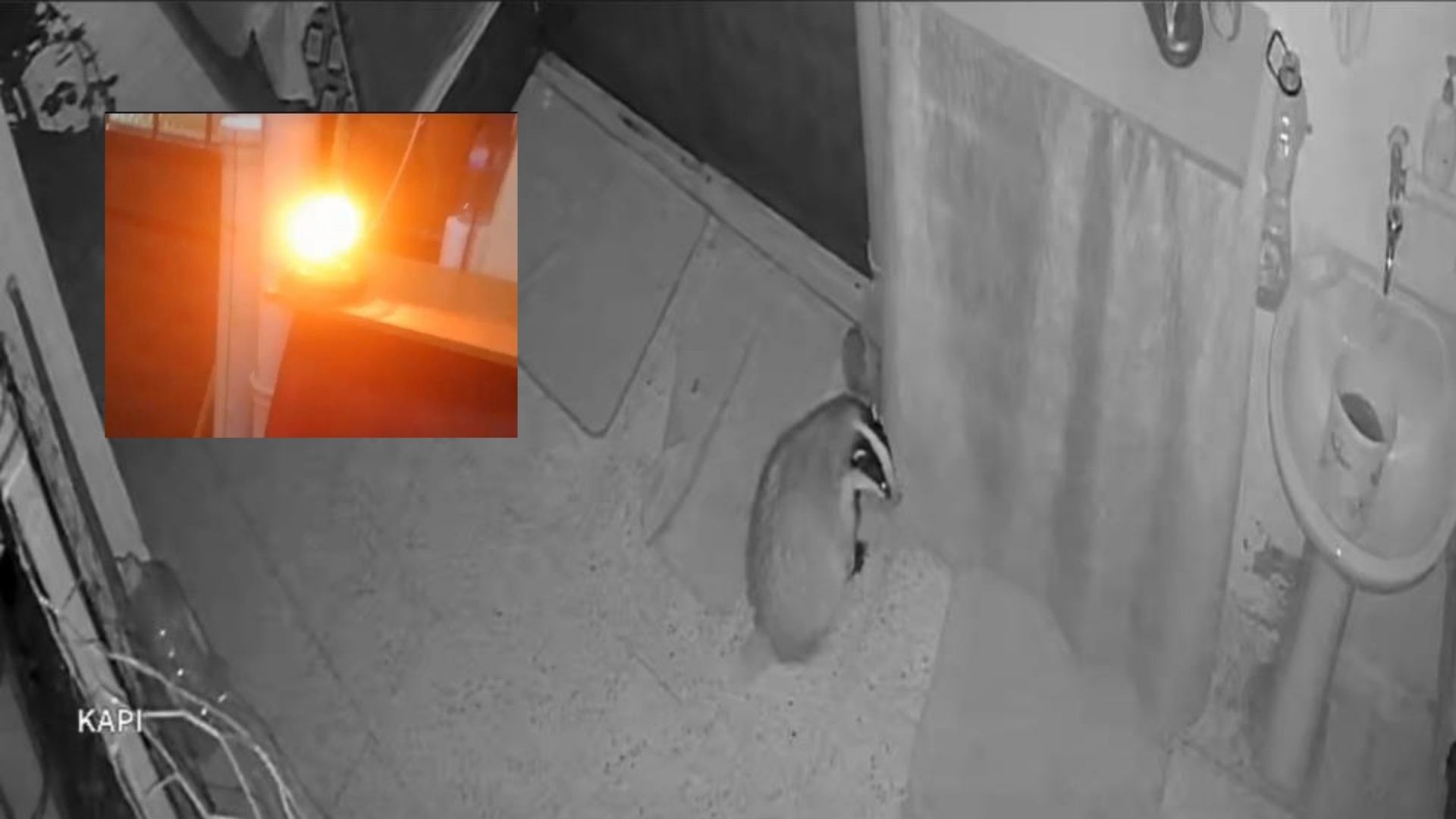 Elazığ’da porsuk alarmı