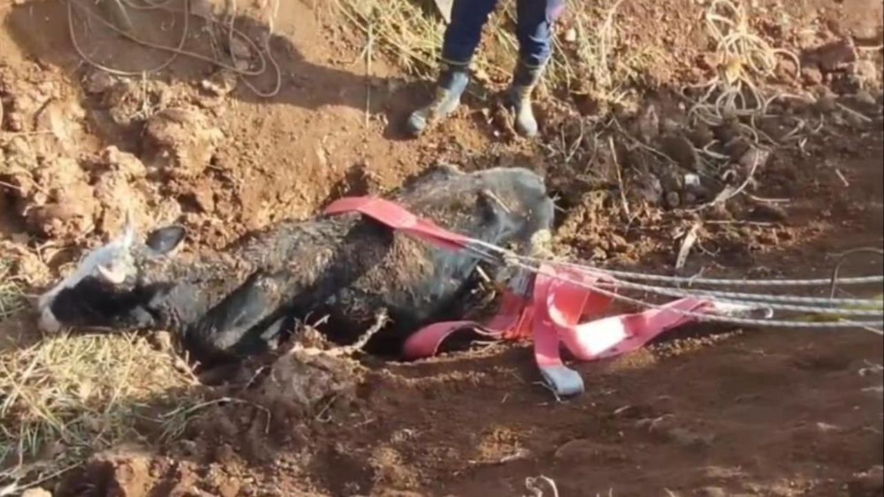 Şanlıurfa: Tahliye kanalına düşen inek kurtarıldı