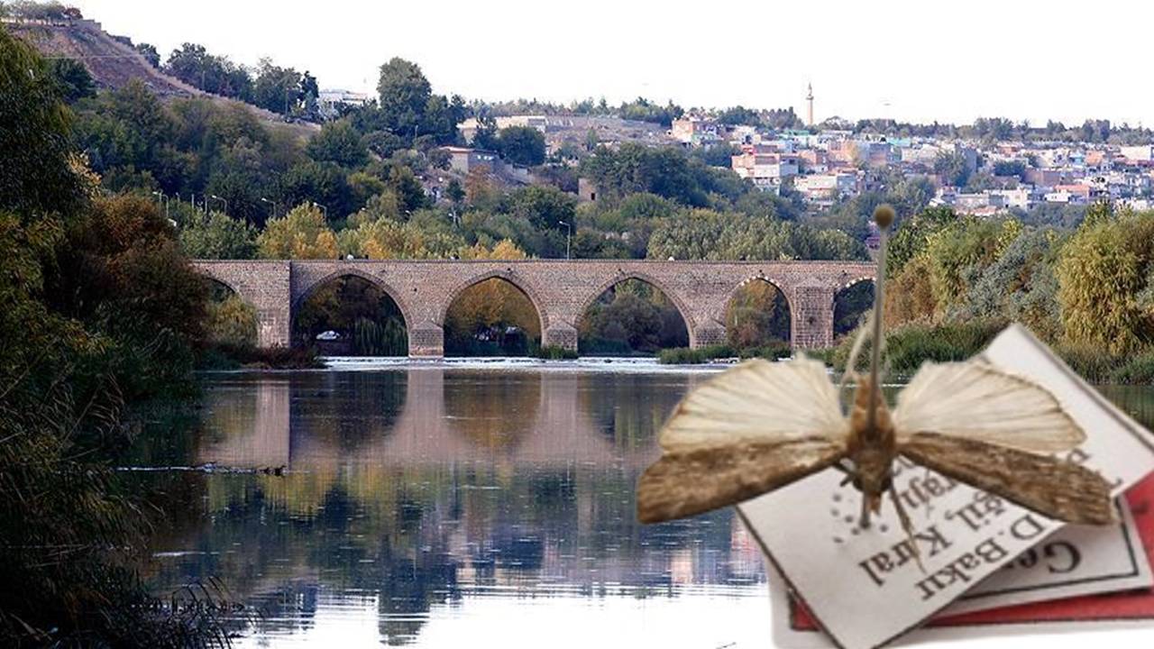 Diyarbakır'da keşfettiği kelebeğe eşinin adını verdi: Literatüre girdi