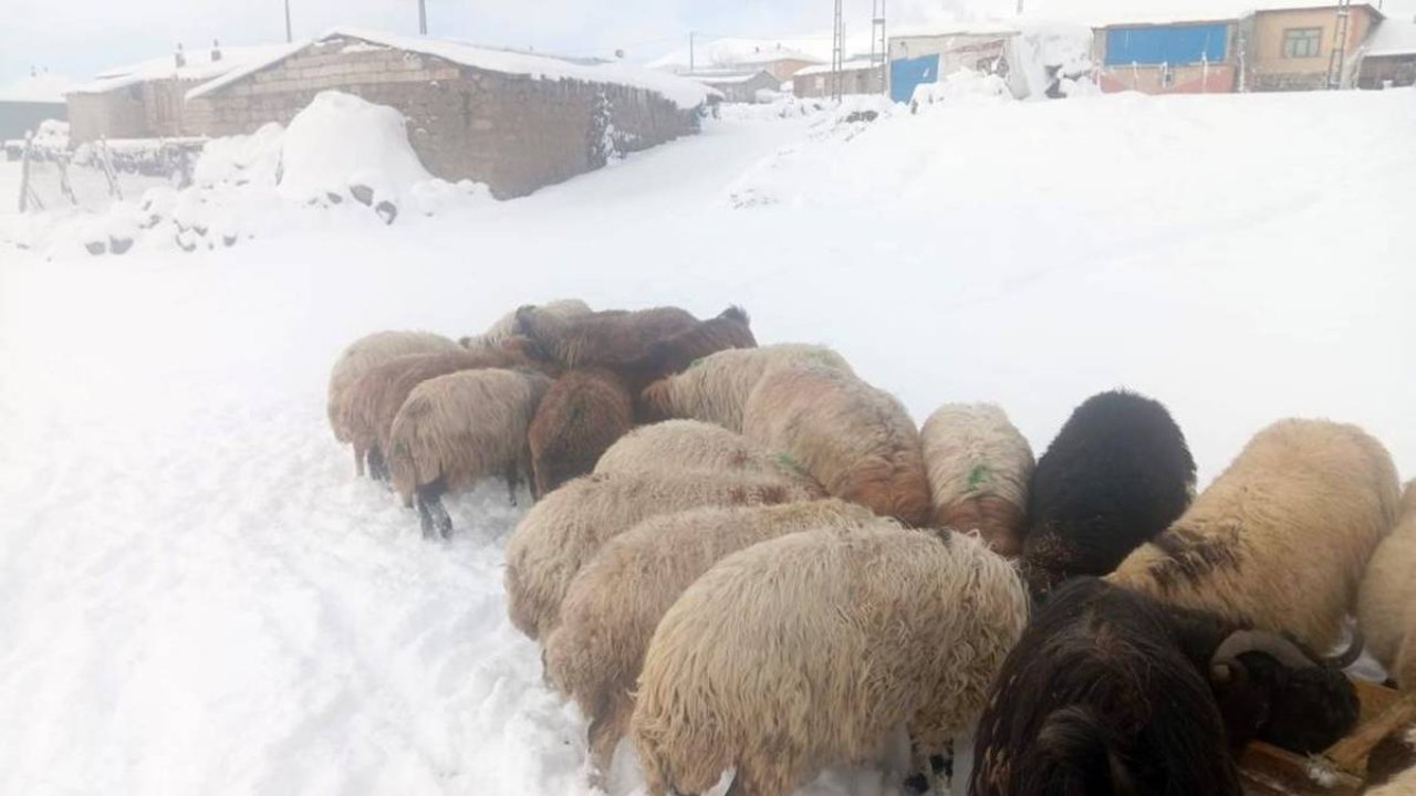 Süphan Dağı eteklerinde kış çilesi: Besiciler çaresiz