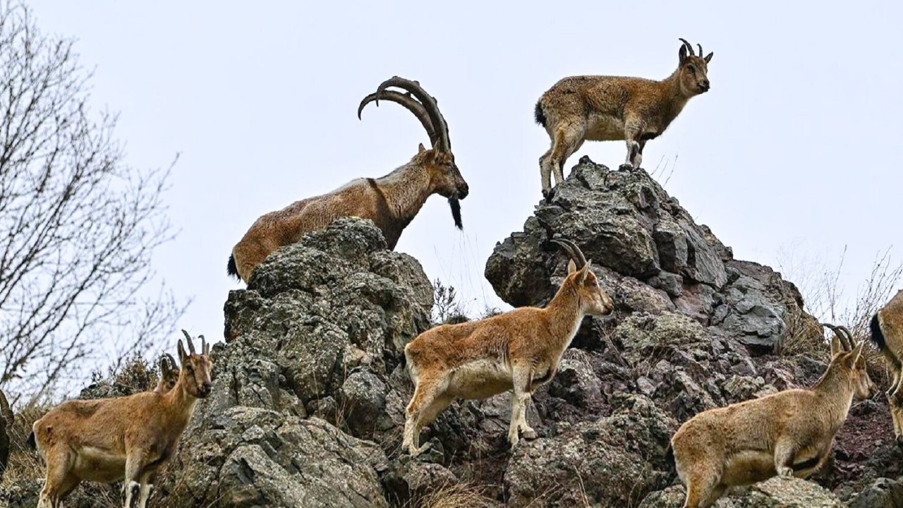 Şırnak’ta katliam: Keleşle avladılar