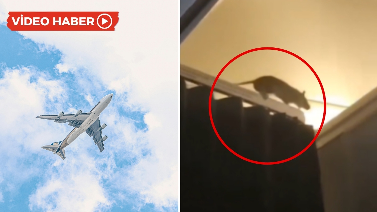 Okyanus üzerinde panik: Uçağa fare girdi